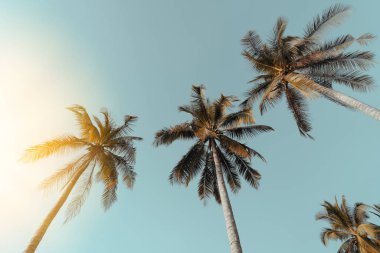 Günbatımında güneş ışığı olan tropik palmiye ağacı ve soyut bir arka plan bulutu. Yaz tatili ve doğa yolculuğu macera konsepti. Klasik ton filtre efekti renk biçimi.