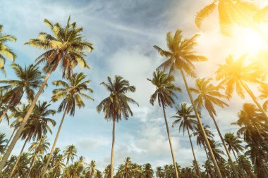 Günbatımında güneş ışığı olan tropik palmiye ağacı ve soyut bir arka plan bulutu. Yaz tatili ve doğa yolculuğu macera konsepti. Klasik ton filtre efekti renk biçimi.