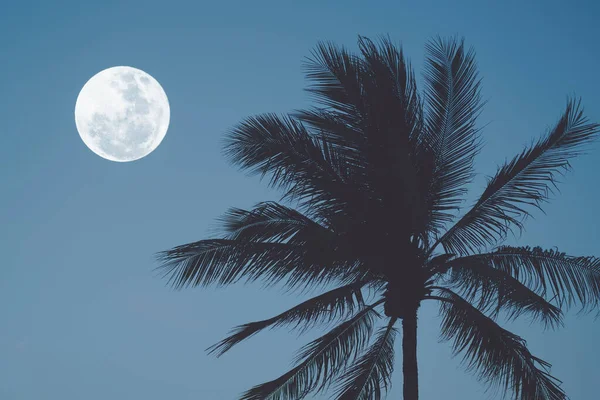 Tropical night. Full moon and palm tree abstract background. Copy space of nature environment and travel adventure concept. Vintage tone filter effect color style.
