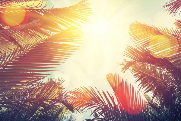 热带棕榈树 日落时分阳光普照 云彩色彩斑斓 背景抽象 暑假和自然探险的概念 复古色调过滤效果色彩风格 — 图库照片