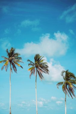 Mavi gökyüzü ve soyut arkaplanı bulutlu tropik palmiye ağacı. Yaz tatili ve doğa yolculuğu macera konsepti. Pastel ton filtre efekti renk biçimi.