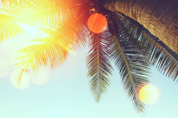 Tropische Palme Mit Sonnenlicht Abendhimmel Und Wolken Mit Farbenfrohem Bokeh — Stockfoto