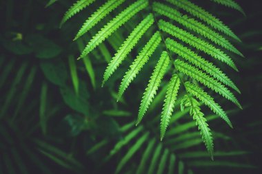Tropikal doğa yaprak yeşil doku arka plan kadar kapatın. Uzay ekoloji çevre kopyalayın ve macera kavramı seyahat. Sığ derinlik-in tarla. Vintage sesi filtre efekti renk stili.