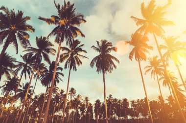 Günbatımında güneş ışığı olan tropik palmiye ağacı ve renkli Bokeh soyut arka planına sahip bulut. Yaz tatili ve doğa yolculuğu macera konsepti. Klasik ton filtre efekti renk biçimi.