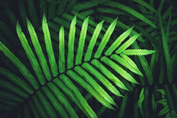 Close Tropical Natureza Verde Folha Textura Abstrato Fundo Copiar Ambiente — Fotografia de Stock