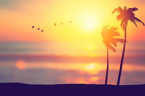 Silhouette Palme Tropischen Strand Mit Vögeln Fliegen Auf Sonnenuntergang Himmel — Stockfoto
