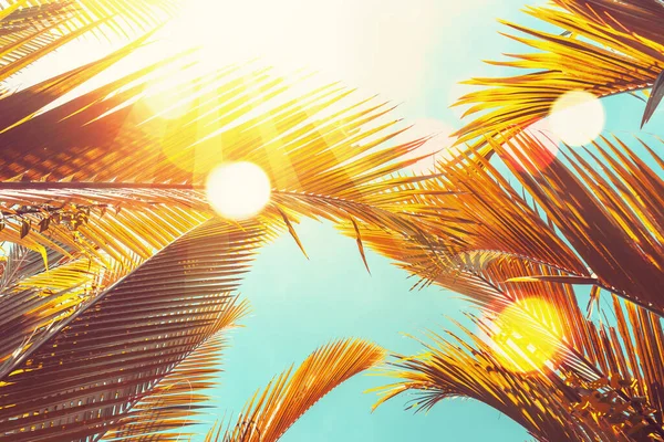 Palma Tropicale Con Luce Solare Sul Cielo Tramonto Sfondo Astratto — Foto Stock