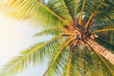Günbatımında güneş ışığı olan tropik palmiye ağacı ve soyut bir arka plan bulutu. Yaz tatili ve doğa yolculuğu macera konsepti. Klasik ton filtre efekti renk biçimi.