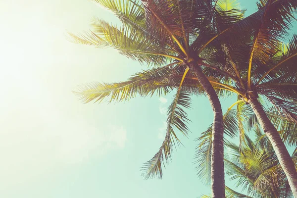Tropische Palme Mit Sonnenlicht Himmel Bei Sonnenuntergang Und Einem Abstrakten — Stockfoto