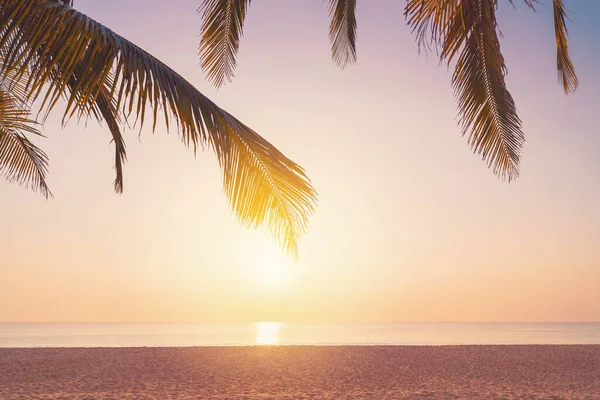 Palme Tropischen Strand Sonnenuntergang Himmel Abstrakten Hintergrund Sommerurlaub Und Naturerlebnis — Stockfoto