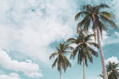 Mavi gökyüzü ve soyut arkaplanı bulutlu tropik palmiye ağacı. Yaz tatili ve doğa yolculuğu macera konsepti. Pastel ton filtre efekti renk biçimi.