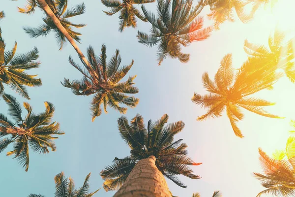 하늘에서 야자나무와 추상적 배경을 야자나무 여행의 모험이라는 개념입니다 고전적 스타일 — 스톡 사진