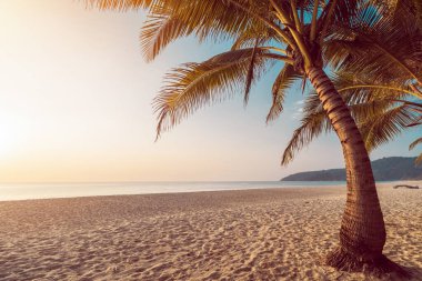 Günbatımında tropikal sahilde palmiye ağacı soyut arka planda. Yaz tatili ve doğa yolculuğu macera konsepti. Klasik ton filtre efekti renk biçimi.