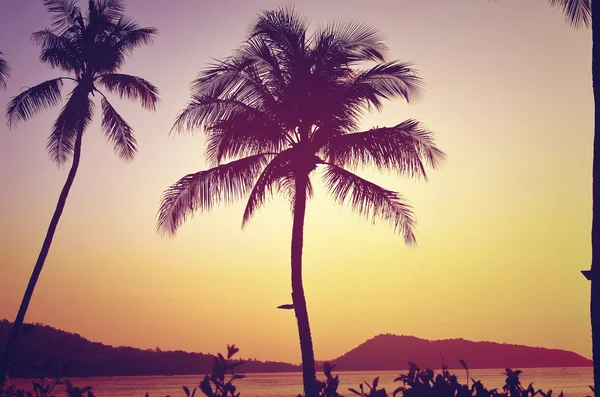 Palme und Strand — Stockfoto