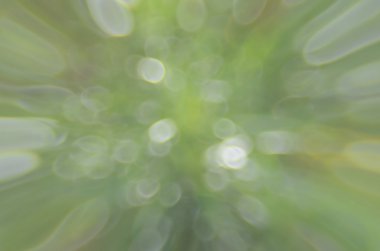 Bokeh güneş ışık yaprak doğa arka plan.