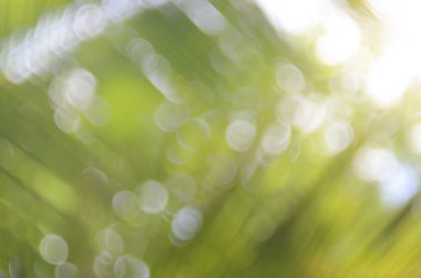 Bokeh güneş ışık yaprak doğa arka plan.