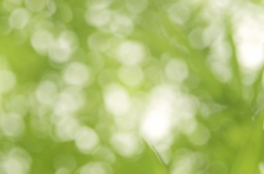 Bokeh güneş ışık yaprak doğa arka plan.