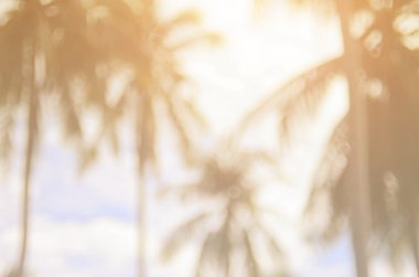 Beach palm yaprak arka plan ile bulanıklık