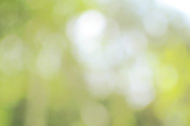 Bokeh güneş ışık yaprak doğa arka plan.