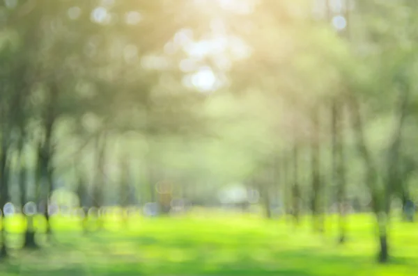 Oskärpa park abstrakt bakgrund. — Stockfoto