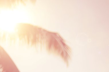 Tropikal palmiye yaprağı arka plan bulanıklık.