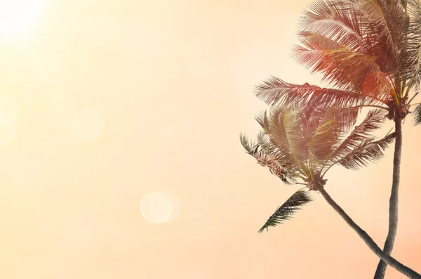 Θαμπάδα παραλία με παλάμη δέντρο αφηρημένα φόντο. — Φωτογραφία Αρχείου