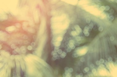 Doğa tropikal palmiye yaprağı ile bokeh güneş ışık arka plan bulanıklık.