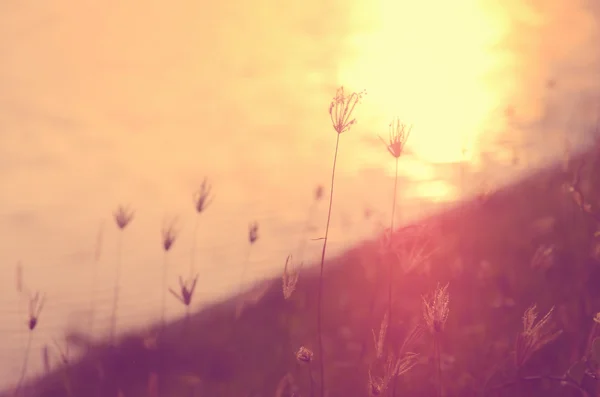 Blur grama flor no pôr do sol tropical praia fundo abstrato.Natureza fundo . — Fotografia de Stock