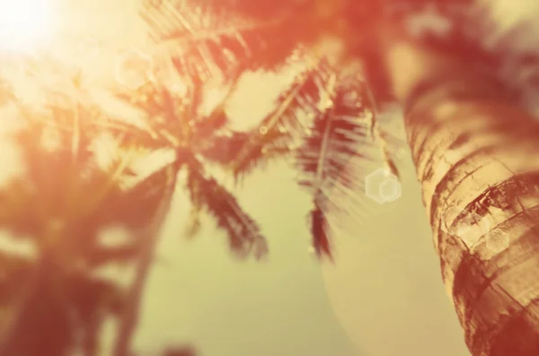 Rozmycie tropikalne palmy z słońce tło światło. — Zdjęcie stockowe