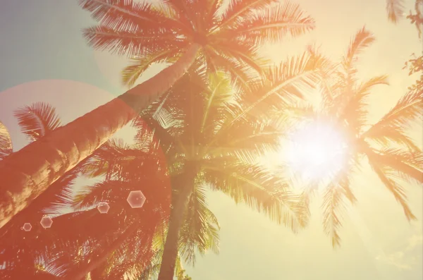 Tropikal palmiye ağacı ile güneş ışık arka plan bulanıklık. — Stok fotoğraf