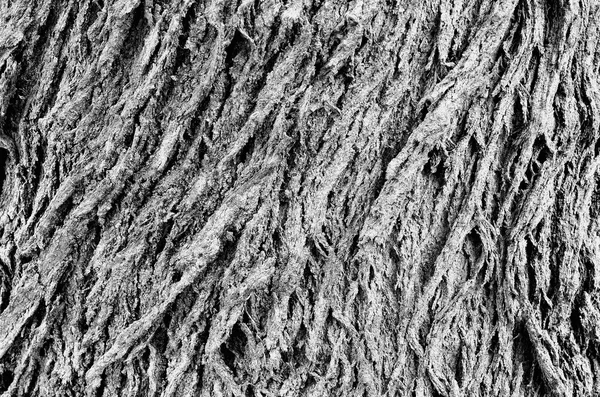 Tree bark wood texture background. — Stock Photo, Image