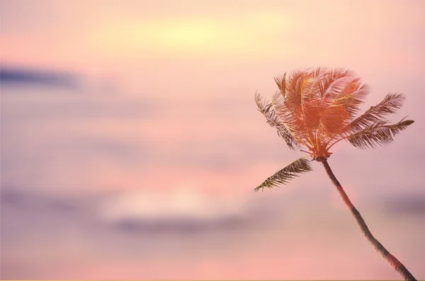 Θαμπάδα τροπική παραλία, ηλιοβασίλεμα παλάμη δέντρο αφηρημένα φόντο. — Φωτογραφία Αρχείου