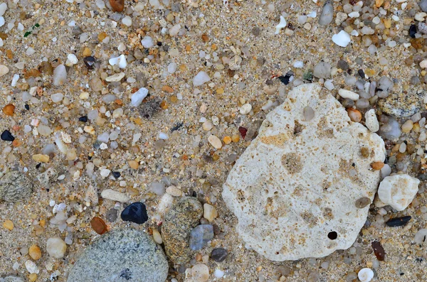 Plage de sable avec coquille de mer et fond de texture corail sec . — Photo