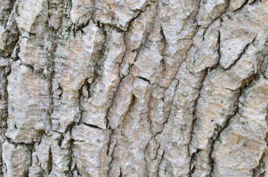 Ağaç kabuğu ahşap doku arka plan.