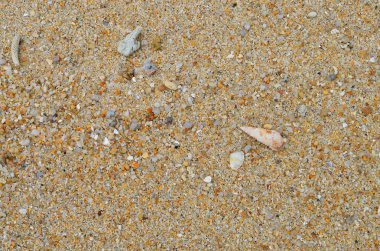 Deniz kabuğu ve kuru mercan doku arka plan ile kum plaj.