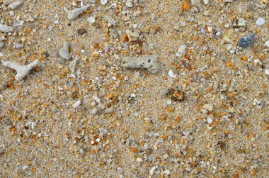 Deniz kabuğu ve kuru mercan doku arka plan ile kum plaj.