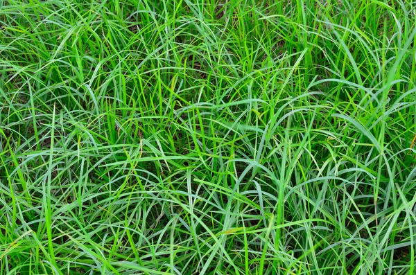 Close up grünes Gras Hintergrund. — Stockfoto