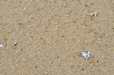 Deniz kabuğu doku arka plan ile kum plaj.