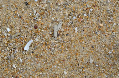 Deniz kabuğu ve kuru mercan doku arka plan ile kum plaj.