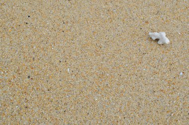 Deniz kabuğu ve kuru mercan doku arka plan ile kum plaj.