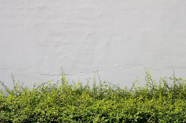 Parede de pedra com planta verde textura fundo . — Fotografia de Stock