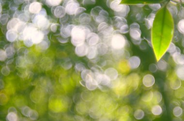 Doğa yeşil yaprak bokeh arka plan.