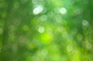 Doğa yeşil yaprak bokeh arka plan.