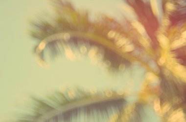 Doğa hurma yaprağı bokeh güneş ışık arka plan.