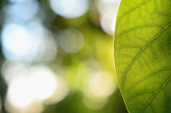 Yaprak yeşil doku doğa bokeh güneş ışık arka plan ile kapatmak. — Stok fotoğraf
