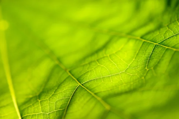 Doğa yaprak yeşil doku arka kapatmak. — Stok fotoğraf