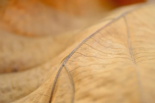 Textura de la hoja seca, profundidad superficial del campo . —  Fotos de Stock