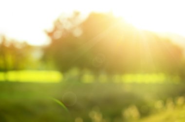 Doğa yeşil park arka plan bulanıklık.