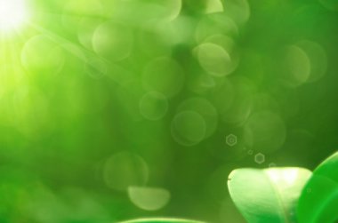 Doğa yeşil yaprak bokeh arka plan.