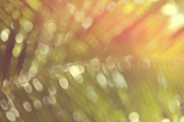 Doğa hurma yaprağı bokeh güneş ışık arka plan.